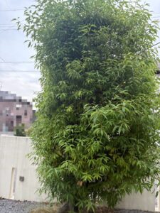 縁起物🐣
